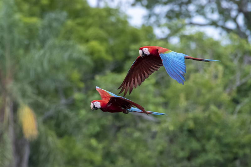 Bonito - Photo by Hudson Garcia (62)